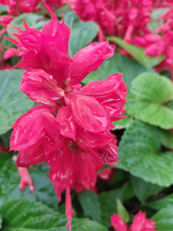 11/10 公園に咲いていた