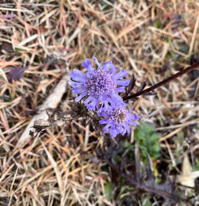飯森山のマツムシソウ