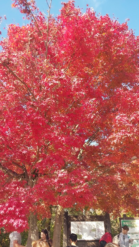 11/15 お見事な紅葉🍁