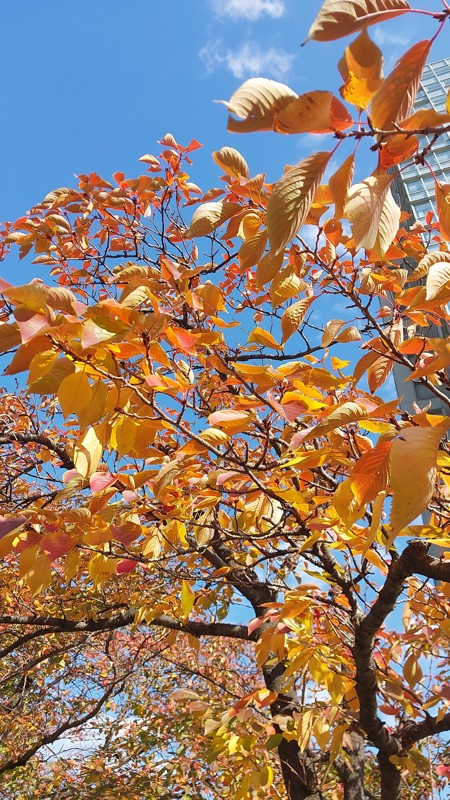 11/16 近所も紅葉🍁