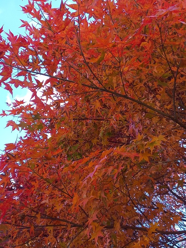 25.11.15 広島 深入山