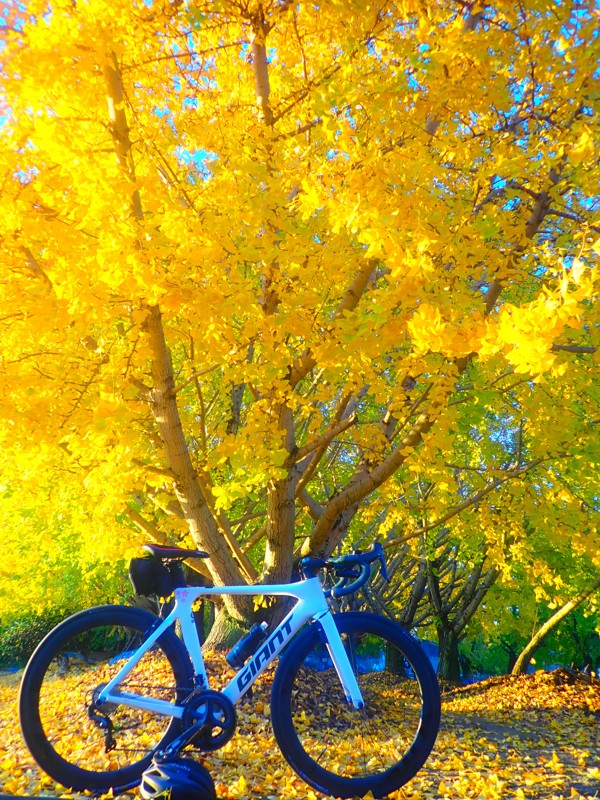 第170弾は紅葉ride