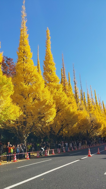 11/23 外苑の銀杏😊