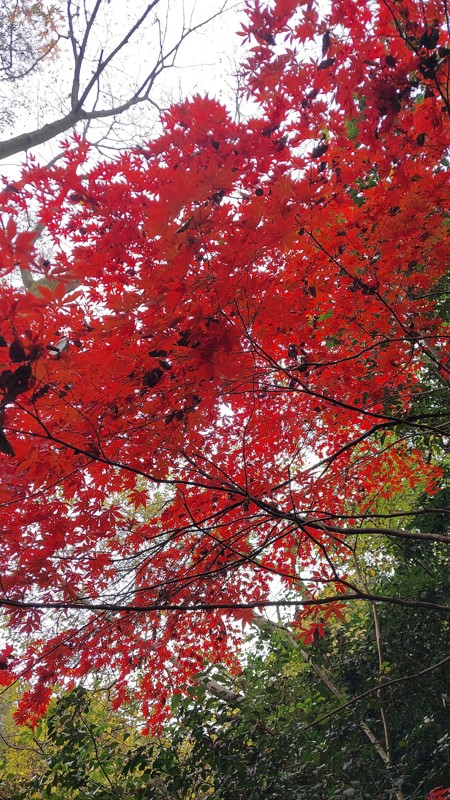 11/29 鎌倉の紅葉