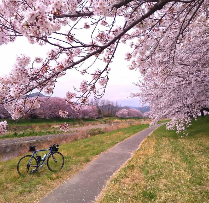 本庄市 こだま千本桜