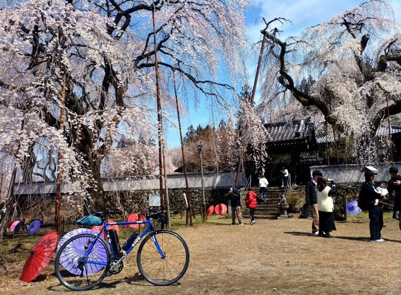 秩父市 清雲寺のしだれ桜