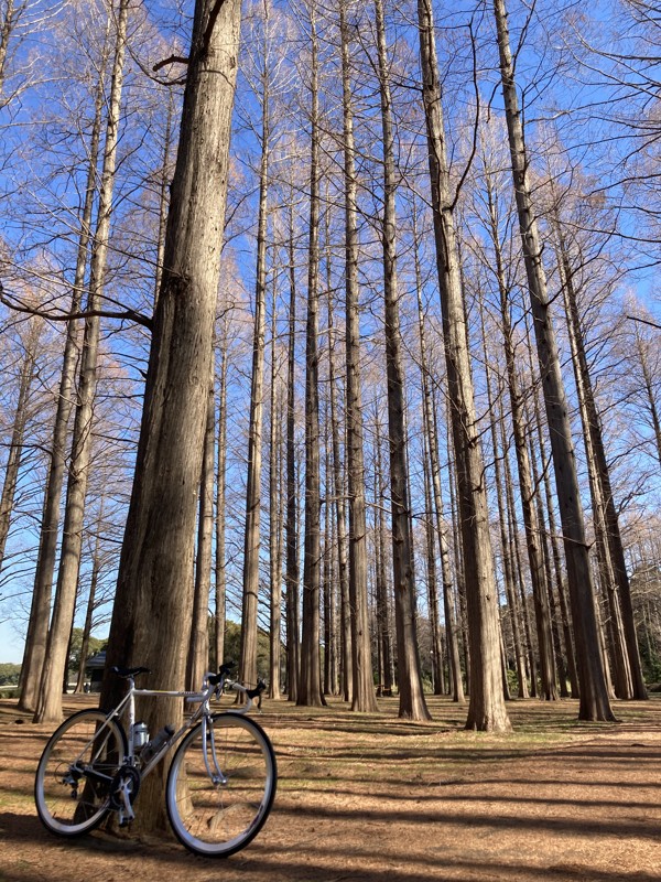 メタセコイア・水元公園