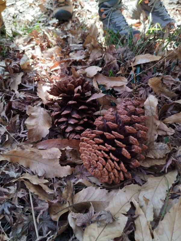 26.1.18宮地山⛰️宮地嶽