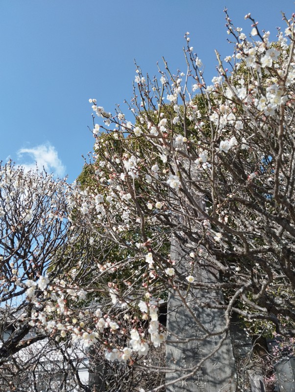 26.2.28四王寺山⛰️登山