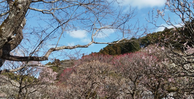 26.2.28四王寺山⛰️登山
