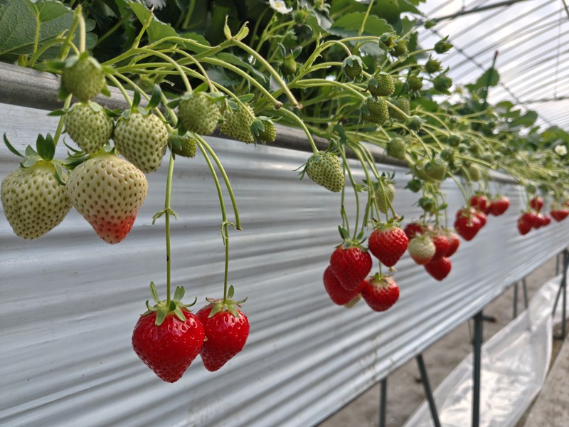 練習帰りのスカイファーム