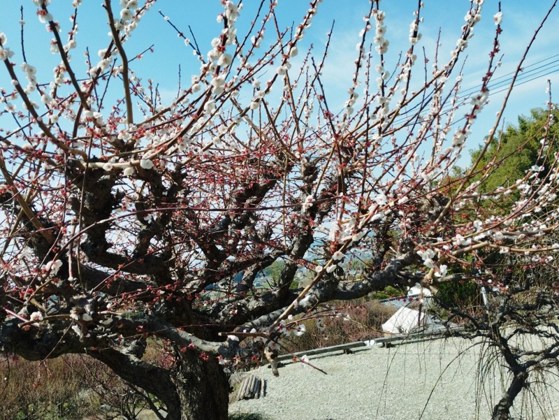 26.3.7三池山⛰️観光🦁