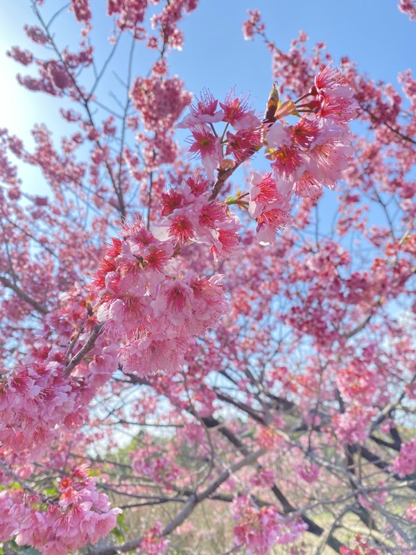 26.3.7三池山⛰️観光🦁