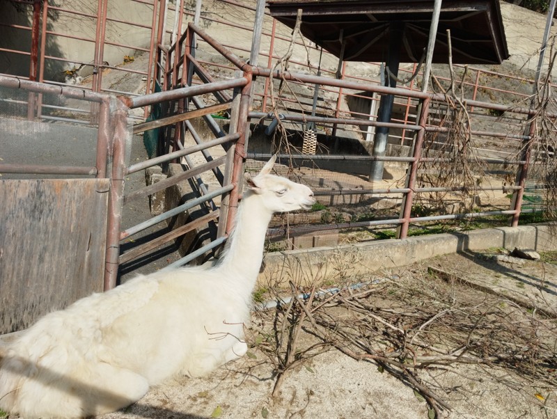 26.3.7三池山⛰️観光🦁