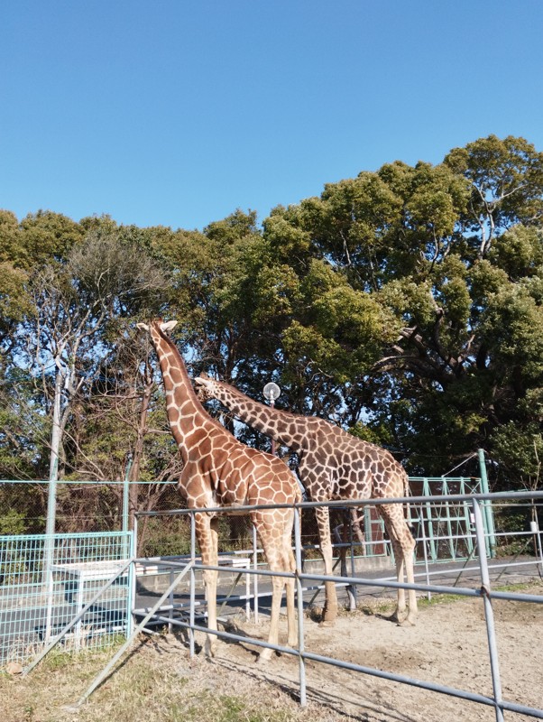 26.3.7三池山⛰️観光🦁