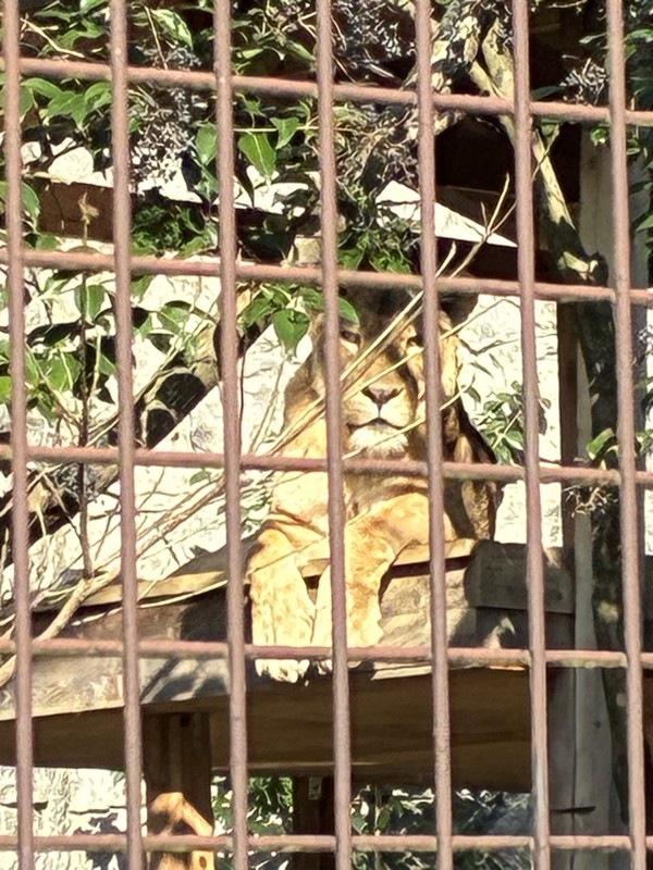 26.3.7三池山⛰️観光🦁