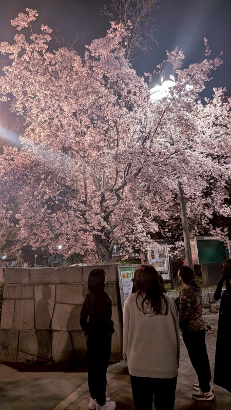 ランニング後の花見🌸