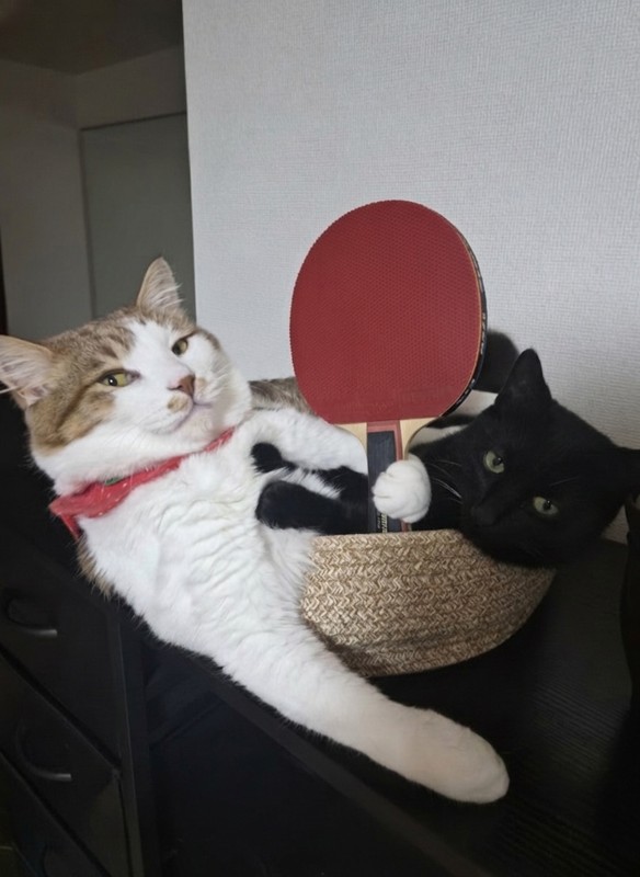 うちの猫も卓球します(AI)