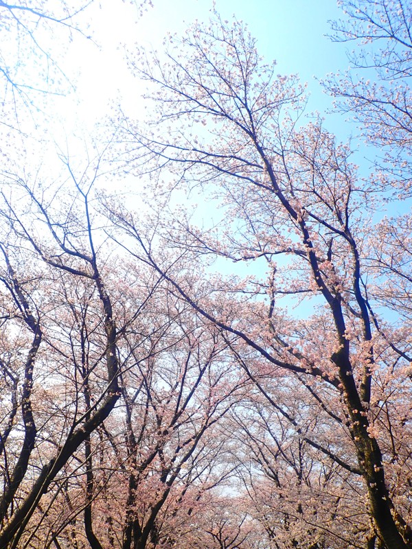 第176回は岐阜桜ride