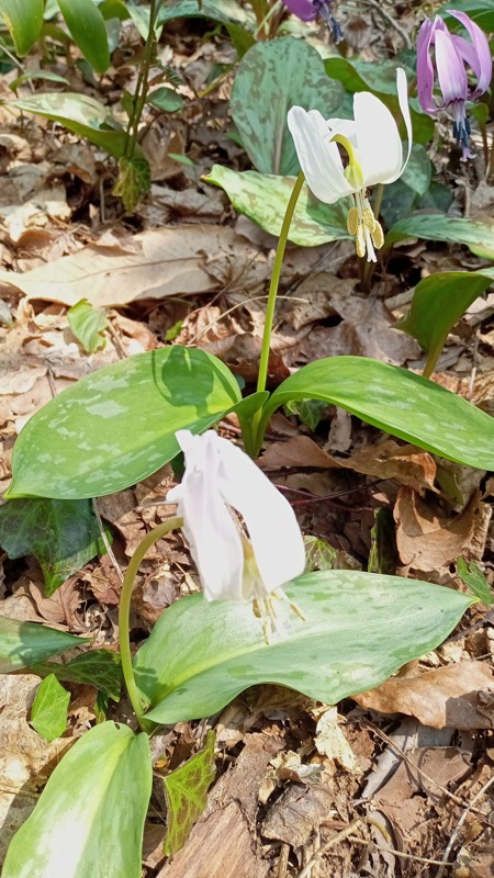西蒲三山縦走260328