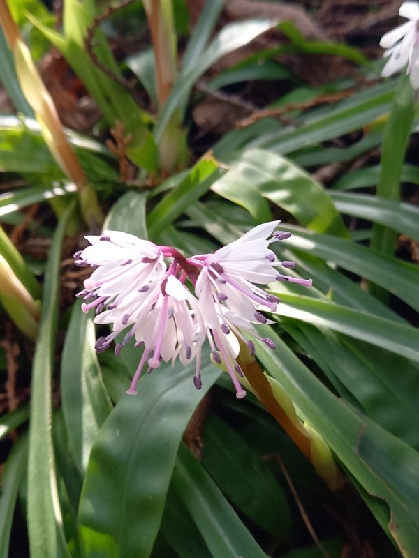26.3.28鷹取山登山⛰️
