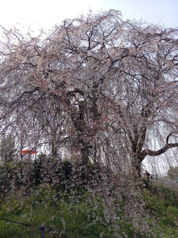 26.3.28鷹取山登山⛰️