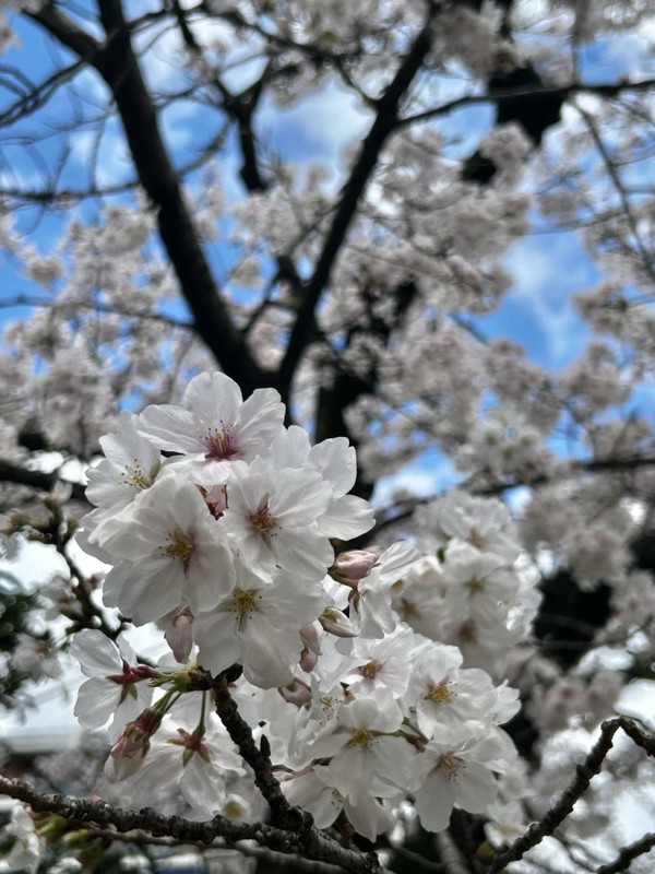 桜満開の天神中央公園