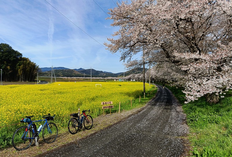 嵐山町 都幾川桜堤