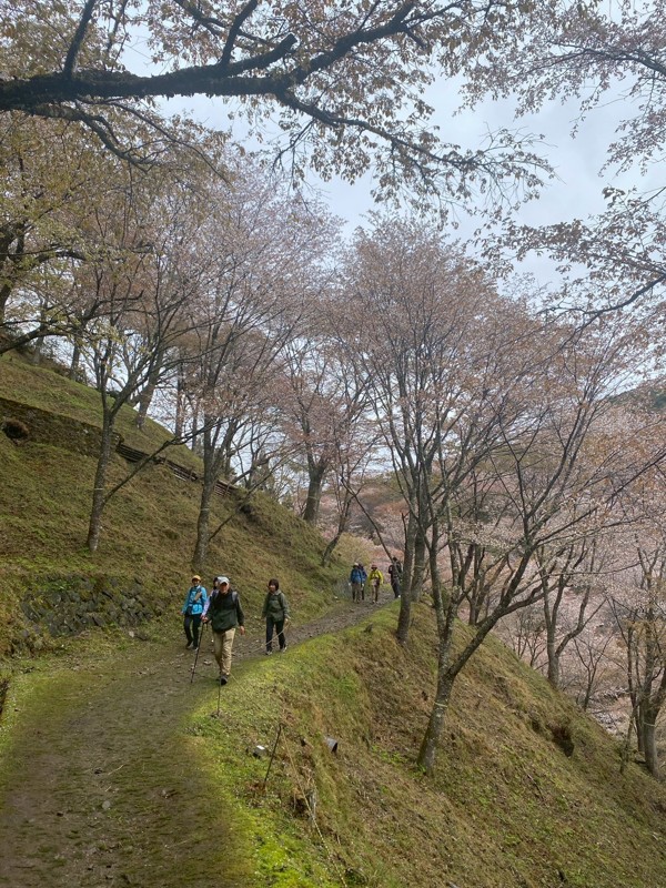 26/04/05吉野桜