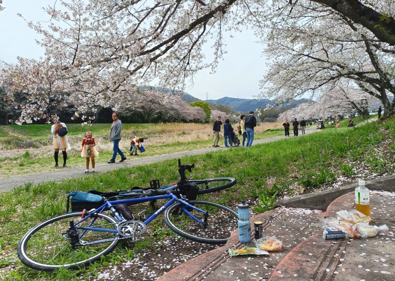 本庄市 こだま千本桜