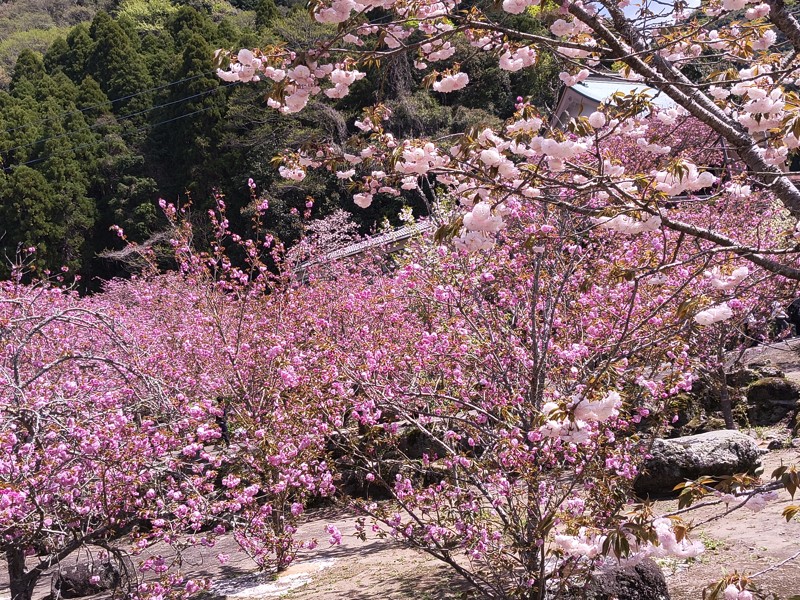 26.4.11障子岳登山⛰️