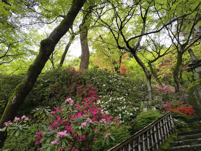 26.4.18基山⛰️つつじ園