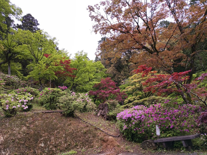 26.4.18基山⛰️つつじ園