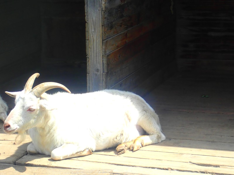 豊根阿智お泊りwalking