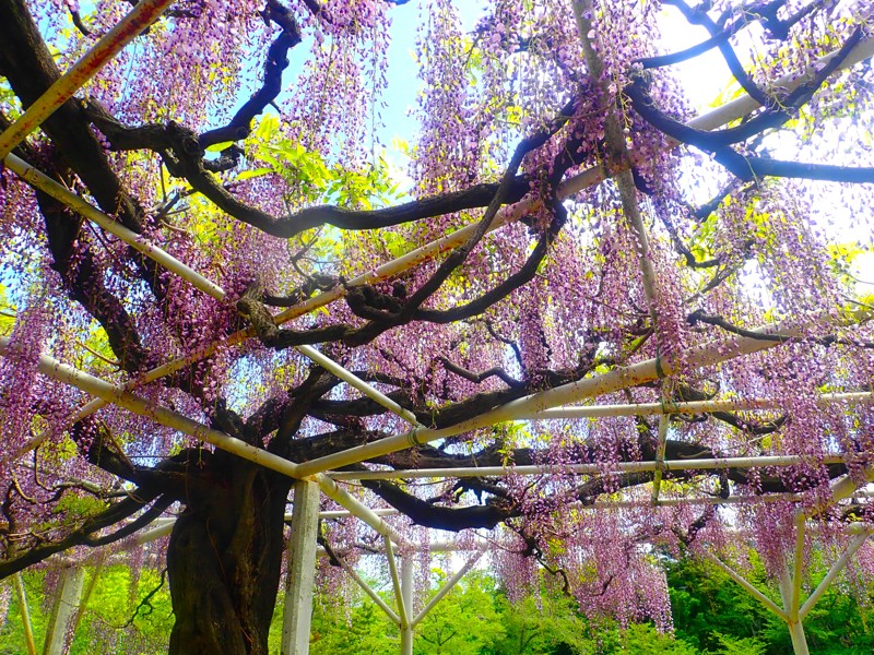 豊根阿智お泊りwalking