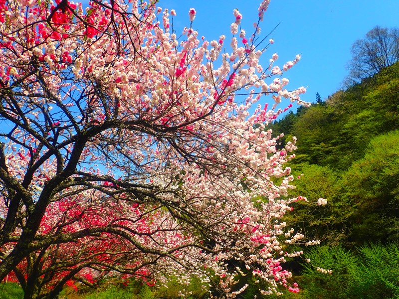 豊根阿智お泊りwalking