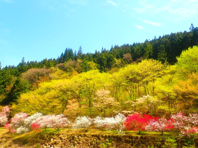 豊根阿智お泊りwalking