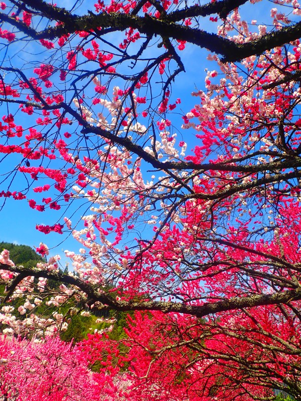 豊根阿智お泊りwalking