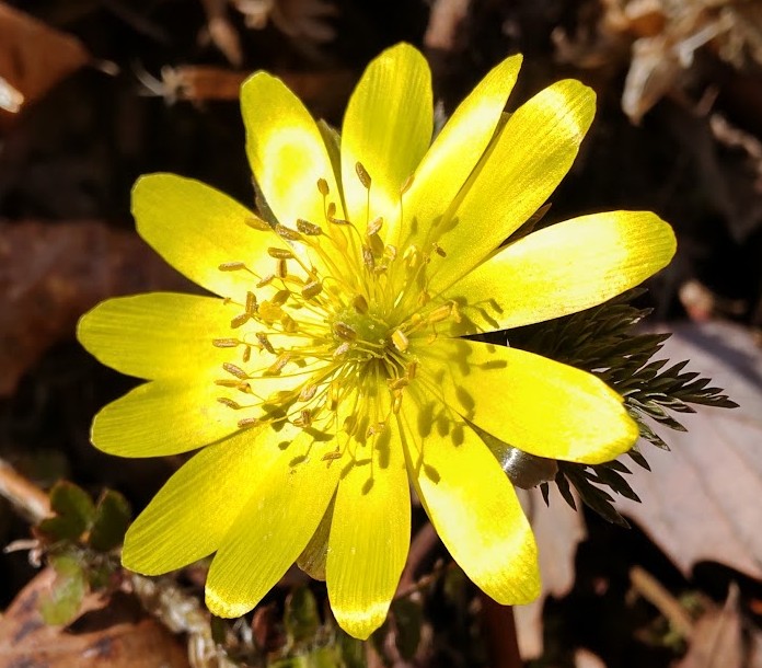 【50才～55才】メンバー募集