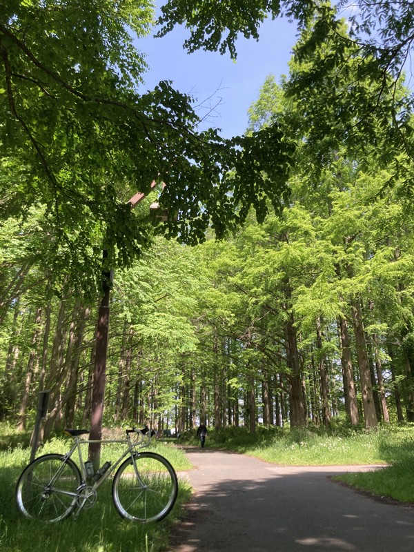 メタセコイアの森，水元公園
