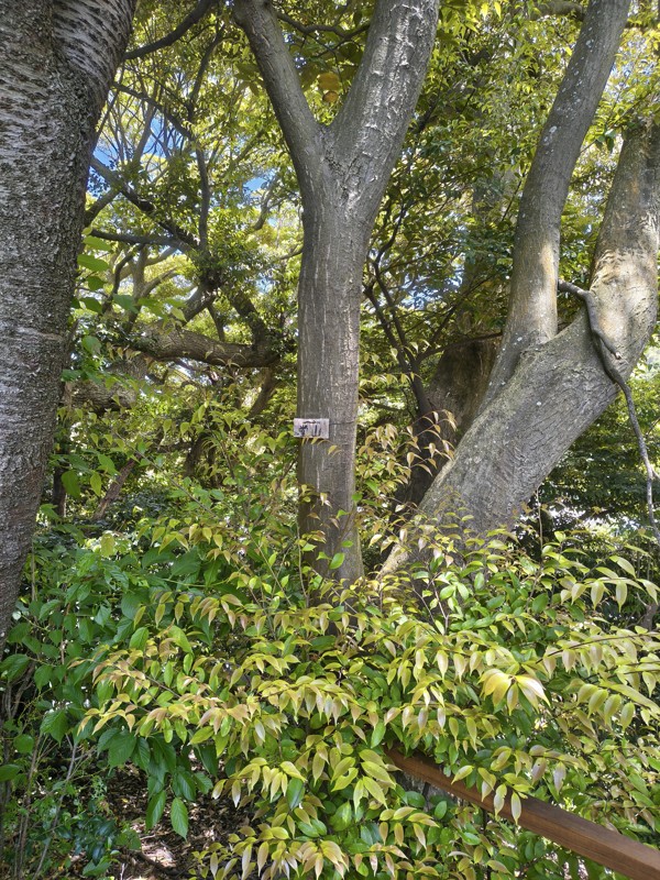 26.4.25志賀島散策🚶
