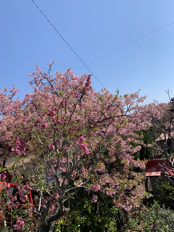 河津桜