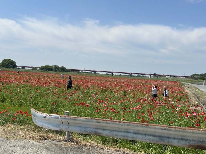 鴻巣花まつり