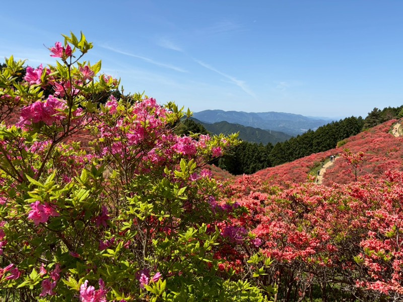 26/05/10大和葛城山
