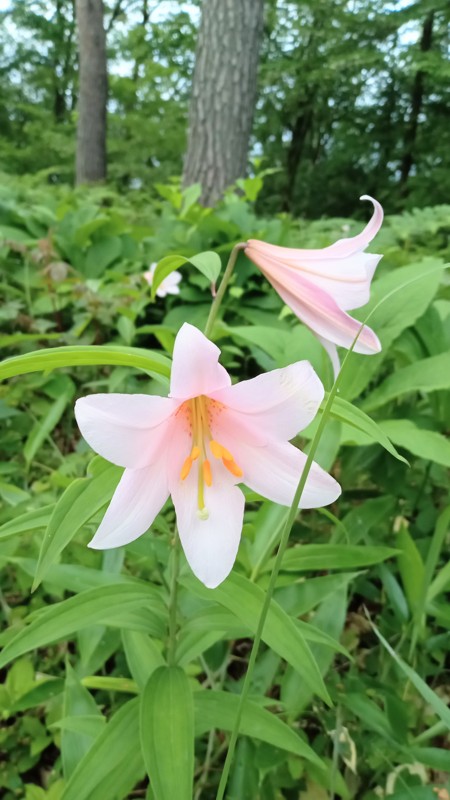 袴腰〜粟ヶ岳縦走260523