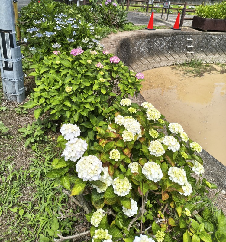 2026.06.06 倉持山