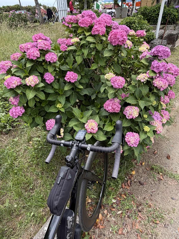 足柄あじさいライド☆