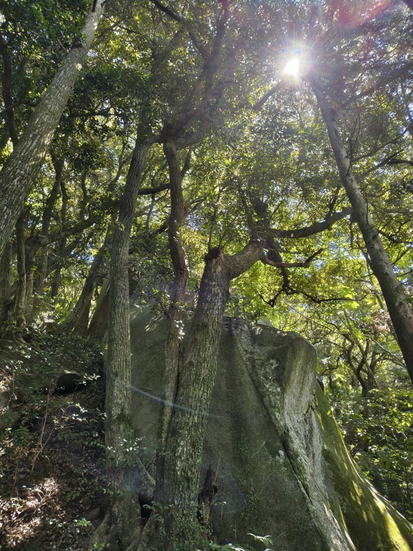 2026.07.11 金敷城山