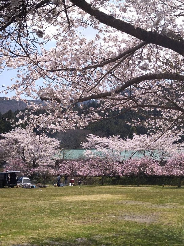お花見キャンプ