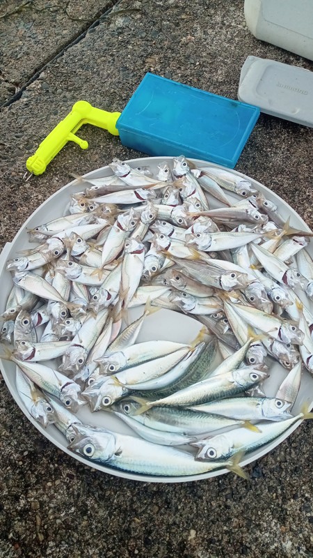 椎谷海浜公園260801